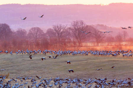 Cranes on a field in morning lightの写真素材