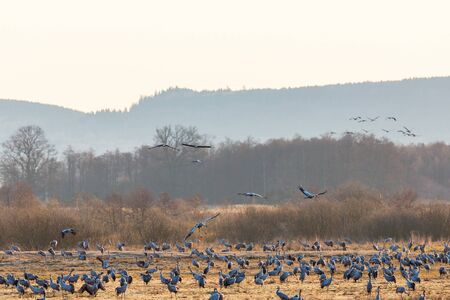 Flock of cranes at a spring fieldの写真素材