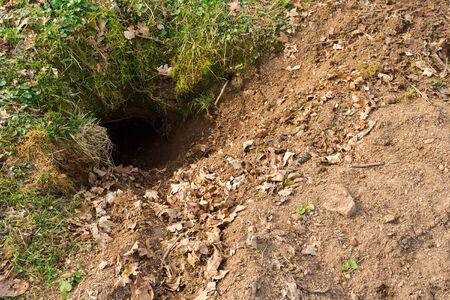 Badger sett in the groundの写真素材