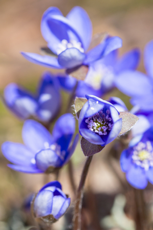Closeup of Hepatica flowers in early springの写真素材