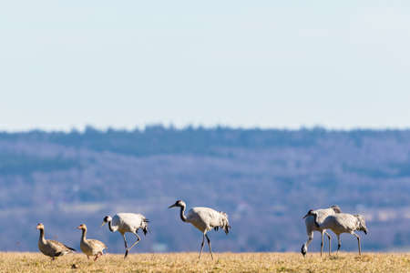 Cranes that goes in the field with greylag geeseの写真素材