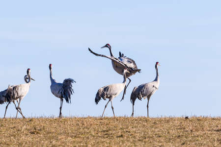 Crane jumping in the springの写真素材