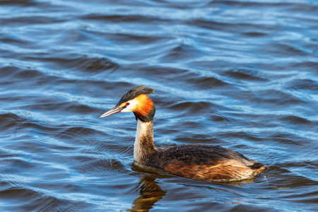Colorful Great Crested Grebe in springの写真素材