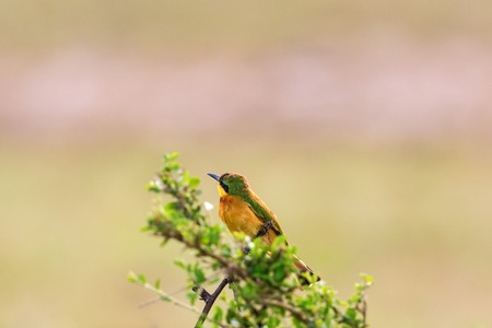 Little bee-eater on a scrub