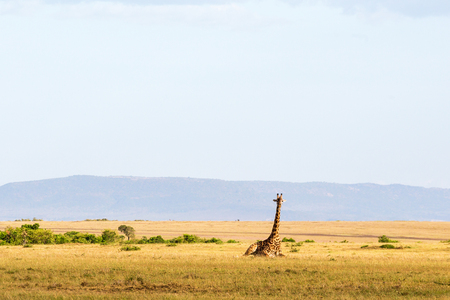 Giraffe lying down in the savanna landscapeの写真素材