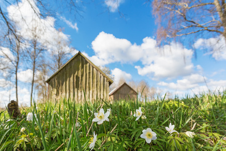 Flowering Wood anemone on a spring meadowの写真素材