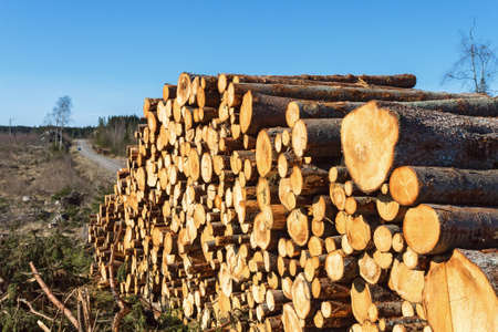 Timber at the edge of the clear-cut area