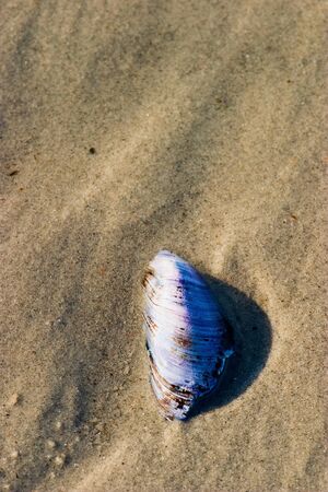 Blue mussel in the sandの写真素材