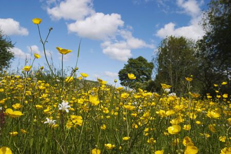 Meadow buttercup on a summer meadowの写真素材