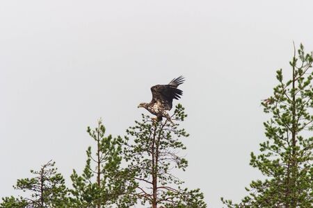 Sea eagle sitting in a treetop