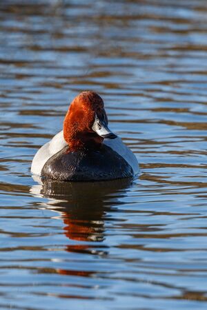 Pochard duck swimming in the lake in springの写真素材
