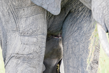 Elephant calf suckled from his mother's breastの写真素材