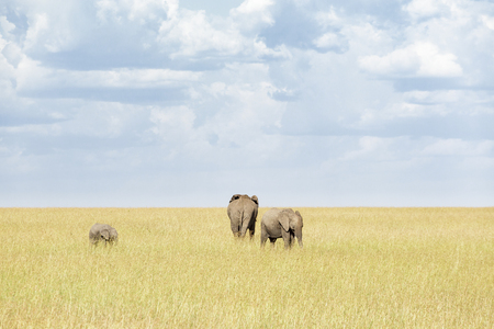 Elephant grazing on the savannah with a small calf