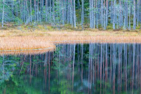 Grass at waters edge at the forest lakeの写真素材