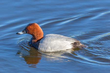 Pochard swimming in the waterの写真素材