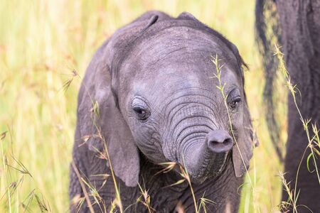 Elephant calf in the grass playing with his trunkの写真素材