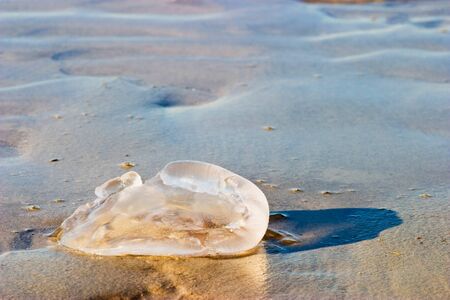 Jellyfish aground at the beachの写真素材