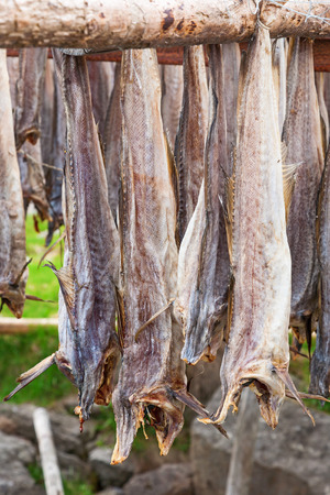 Stockfish drying outdoors on a rackの写真素材