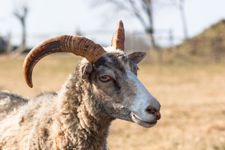 Closeup of a sheep with hornsの写真素材