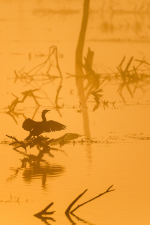 Great Cormorant in silhouette on a foggy morning on a lakeの写真素材