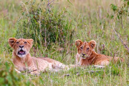 Cute Lion Cubs lying in the grass of the savanna