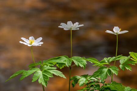 Flowering Windflower in woods in springの写真素材
