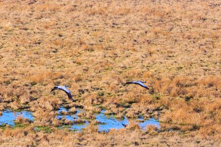 Cranes flying over a meadowの写真素材