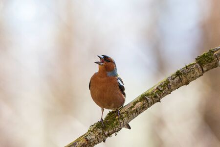 Chaffinch singing from a tree branch at springの写真素材