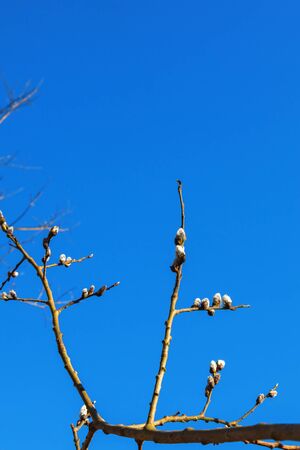 Flowering Pussy willow against blue skyの写真素材
