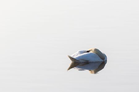 Mute swan resting in the lakeの写真素材