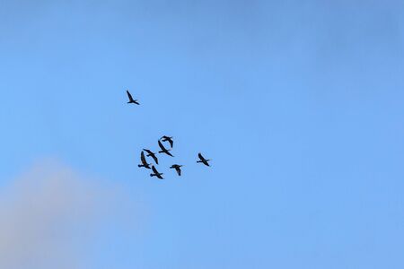 Flock of cormorants in the skyの写真素材
