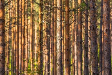 Spruce trunks in the forestの写真素材