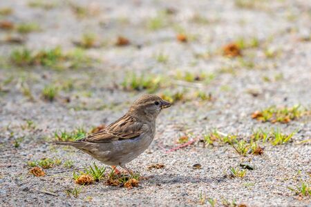 House Sparrow female sitting on the groundの写真素材