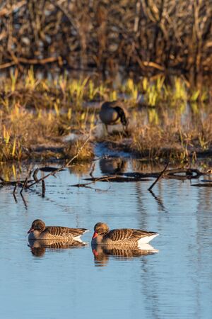 Two greylag geese swimming in the lakeの写真素材