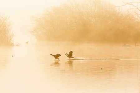 Geese landing on the lake in the misty sunriseの写真素材