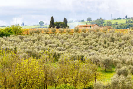 Olive plantation in a rural landscape with an old cottage in Italyの写真素材