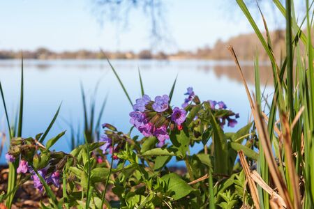 Lungwort flower at the waters edgeの写真素材