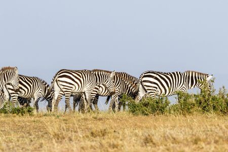 Zebras walking on the savannaの写真素材