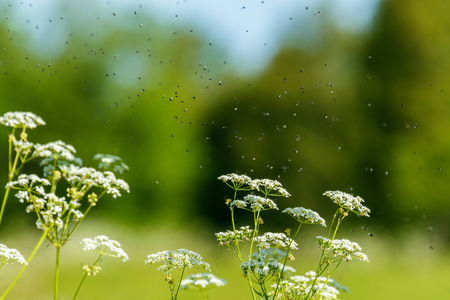 Parsley flowers with flies swarming