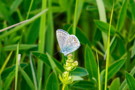 Common blue butterfly sitting on a flowerの写真素材