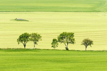 Tree in a row at a fieldの写真素材