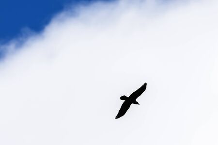 Flying Raven in the skyの写真素材