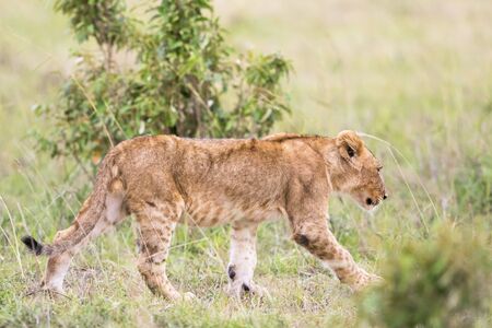 Alone Lion Cub on the savannahの写真素材
