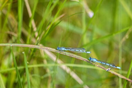 Blue damselfly on a grass straw on a meadowの写真素材