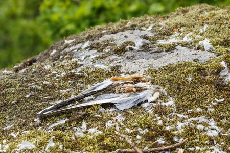 Killed and eaten bird on a stoneの写真素材