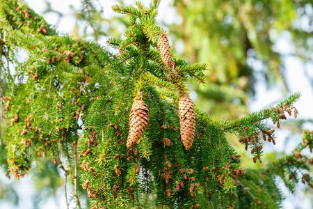 Spruch cones on a branchの写真素材
