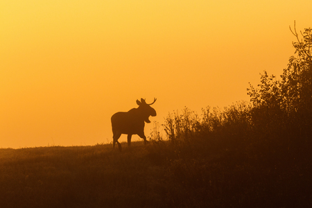 Bull Moose in silhouette against light of dawnの写真素材