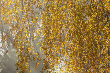 Morning fog and birch branches in backlight with autumn colorsの写真素材