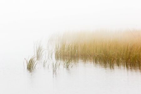 Reed bed in foggy seascapeの写真素材