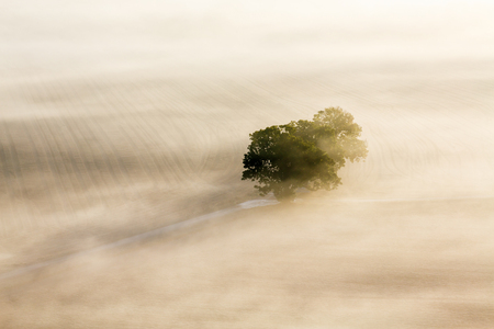 Morning fog with a lonely tree on a fieldの写真素材
